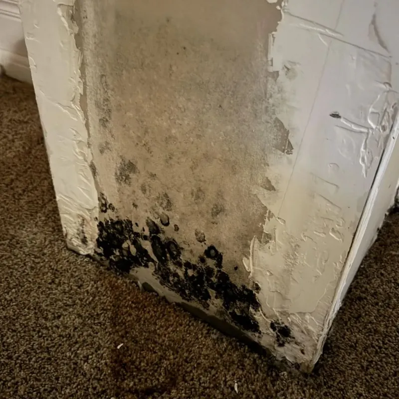 Professional Mold Removal in Hernando County, FL